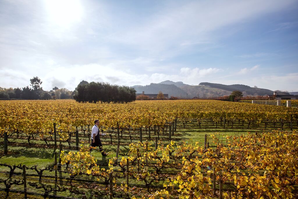 A man walks through a field of vines