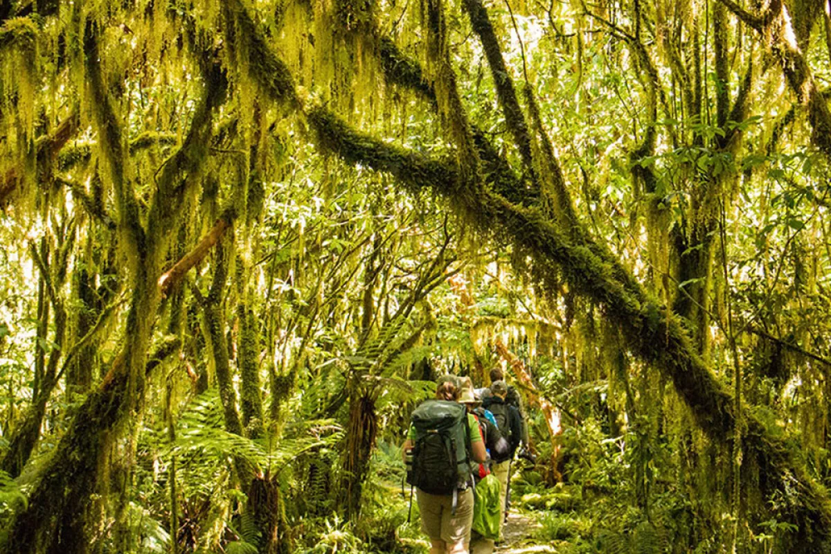 nzij-explore-milford-track_-lush-forest-and-mosses.jpeg
