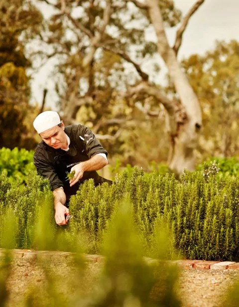 Barossa Jacobs Creek Tourism Sa Inspiring Journeys 2022