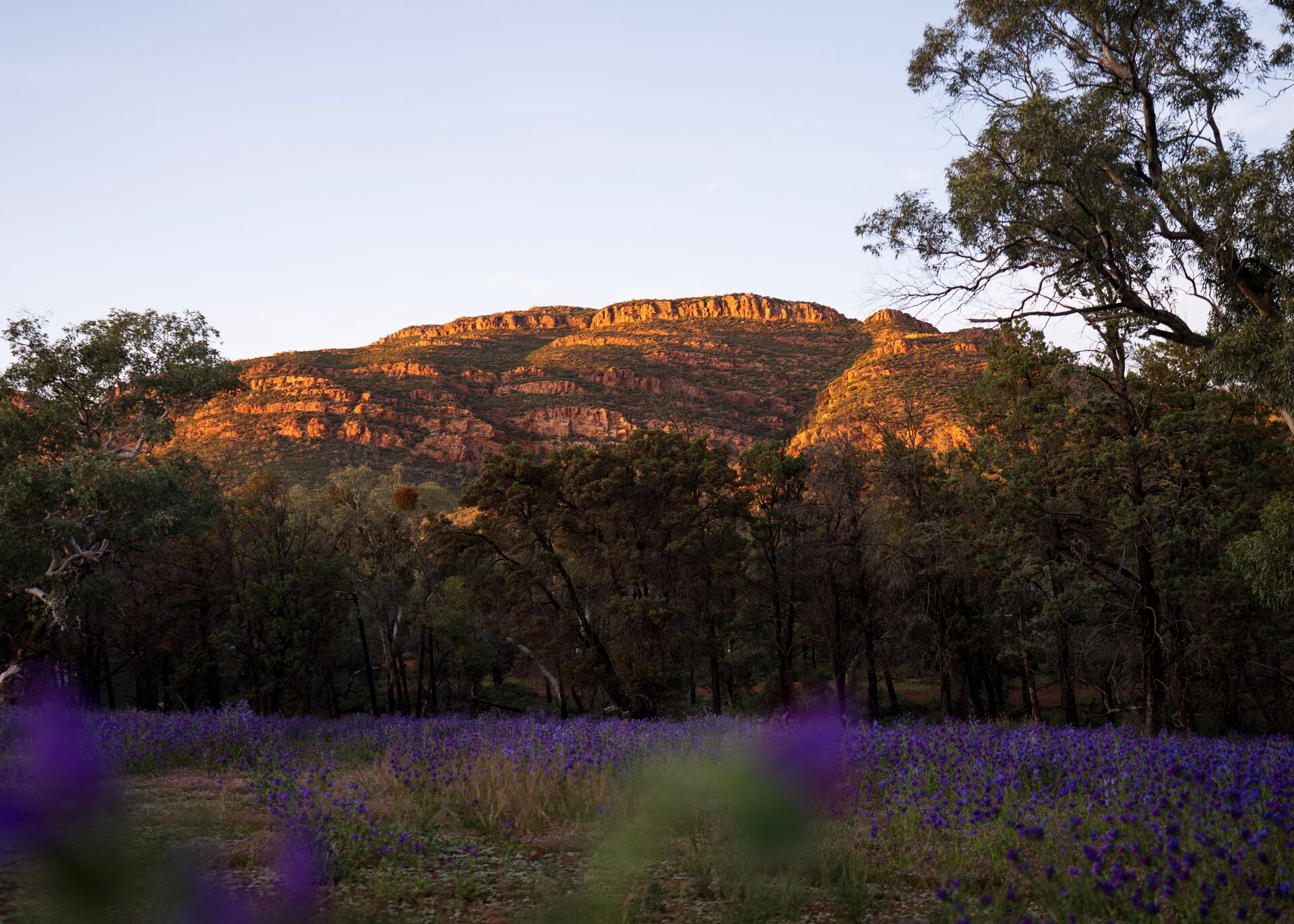 A field of purple flowers with Wilpena Pound mountains in the background