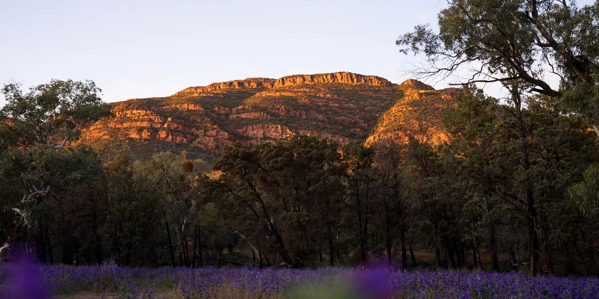 A field of purple flowers with Wilpena Pound mountains in the background