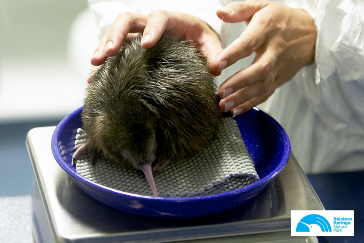National Kiwi Trust Weighing Kiwi Chick1 Focusfillwyiwljawiiwimc4wmcismtiwmcw4mdbd