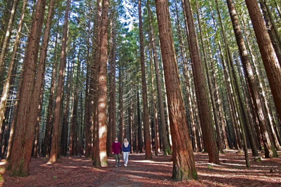 Redwood Treetop Walk 0521 V2 Focusfillwyiwljawiiwimc4wmcisodawldqxmf0