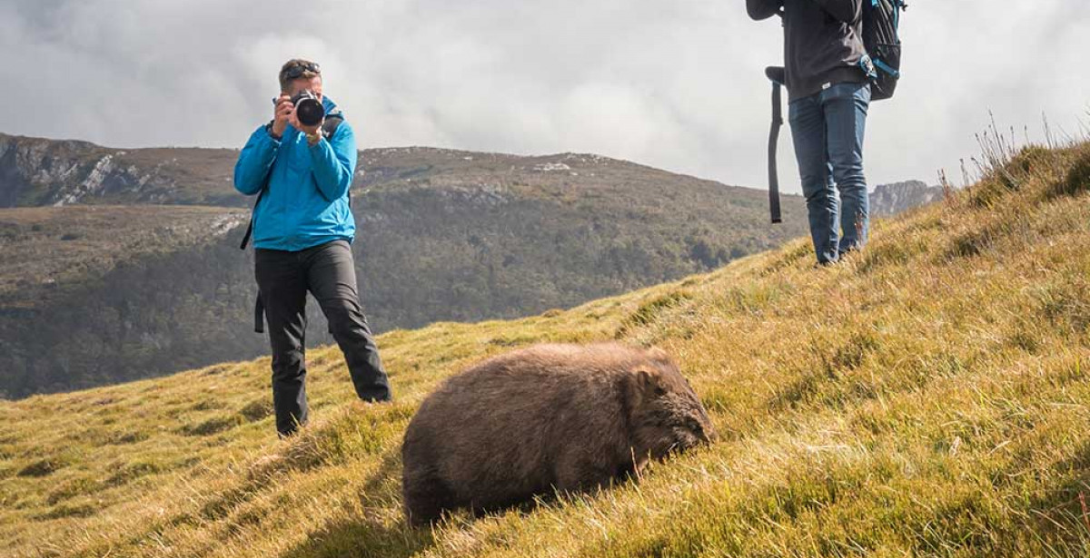Photographers Wombat Cradle Mountain 1000X750 Focusfillwyiwljawiiwimc4wmcismtiwmcw2mtvd